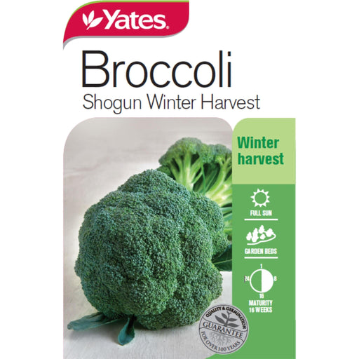 Broccoli Shogun Winter Harvest